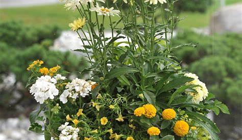 Balkonpflanzen für den heißen Sommer: 18 ideale Balkonblumen