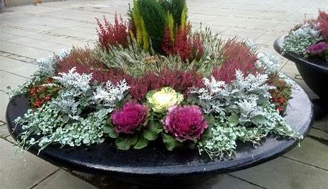 Bepflanzter Balkonkasten 60 cm wintergrün | Bepflanzung, Herbstblumen