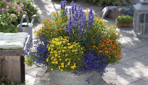 Die 12 schönsten Sommerblumen | Garten | Pinterest | Garten bepflanzen