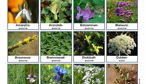 Vertreter verschiedener Pflanzenfamilien online lernen