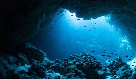 Eau de mer : poissons exotiques, coraux, roches vivantes - Philanima
