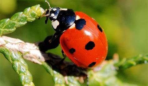 LA COCCINELLE EST ARIVER - Extermination de Coccinelles (APSM