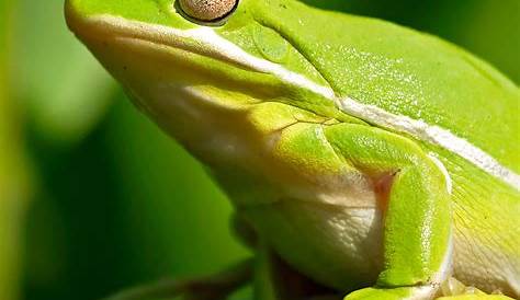 Grenouille photo et image | animaux, zoo et animaux en captivité