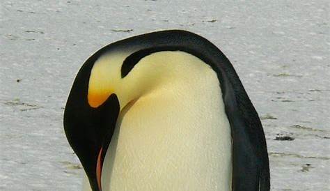 Manchot empereur en Terre Adélie, Antarctique