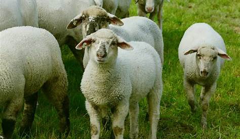 Pourquoi dit-on « Être un mouton de Panurge » ? - Ça m'intéresse