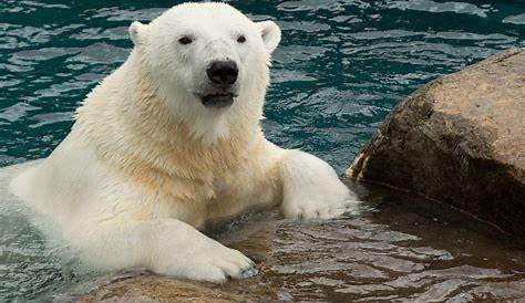 Polar Bear Cub Greets the World Picture | Cutest baby animals from