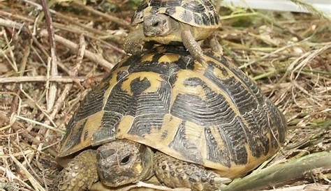 Les 10 espèces de tortues idéales pour débuter