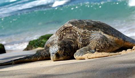 La tortue de mer luth (Dermochelys coriacea) | Reptiles marins | Vie marine