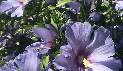 Photo Hibiscus Dexterieur L’hibiscus D’extérieur Touffu Et Généreux ! Osez