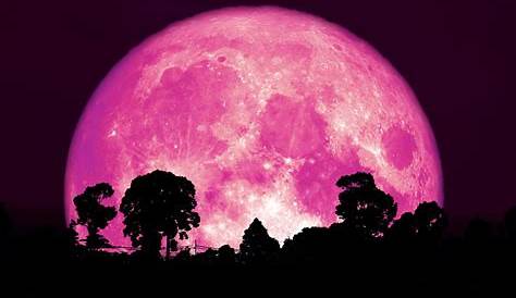 Une pleine Lune rose brillera dans le ciel dans la nuit de samedi