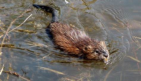 Muskrat Animal Facts | Ondatra zibethicus | AZ Animals