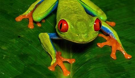 Tree Frog Wallpapers - Wallpaper Cave