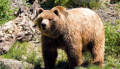 Protection de l'ours dans les Pyrénées : condamnation de l’état pour