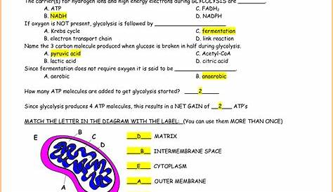 Photosynthesis and Cellular Respiration Test, Review Questions, and