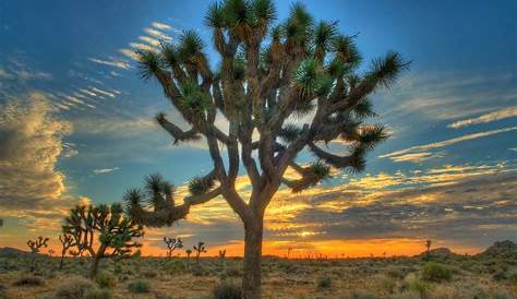 MichaelPocketList: Sunset in Joshua Tree National Park [5601 x 2979] [OC]