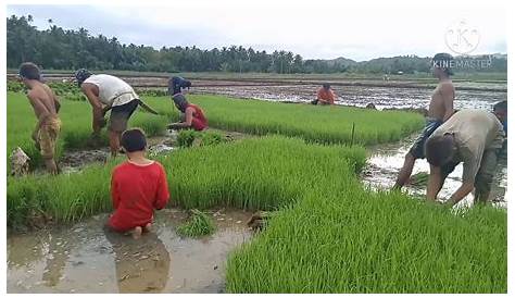 Pagtatanim ng palay/ traditional method of rice planting/buhay