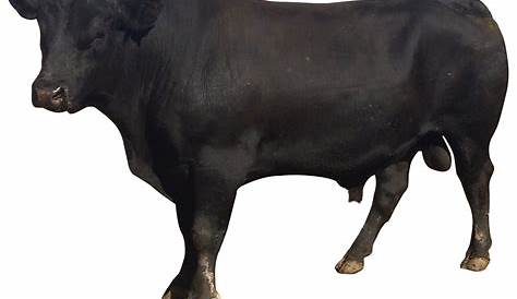 Bull PNG Transparent Bull.PNG Images. | PlusPNG