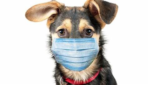 Could 'dog flu' be the next pandemic?