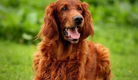 Irish Setter » Dog Breed Profile: Weight, Size, Lifespan, Facts