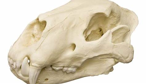 African Lion Skull, Male - Bone Clones, Inc. - Osteological Reproductions