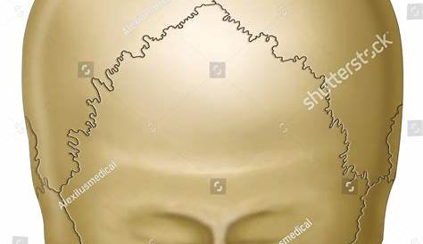 Back Of Skull Anatomy - Base of Skull from Above | ClipArt ETC - Kebun Teh