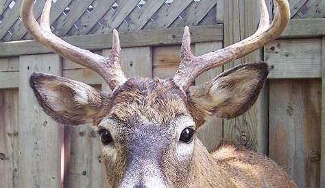Whitetail Deer Head Looking Left — Stock Photo © deepspacedave #5347169