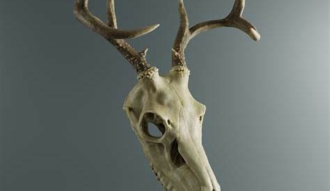 Deer Skull - 3D Model by 3D Horse