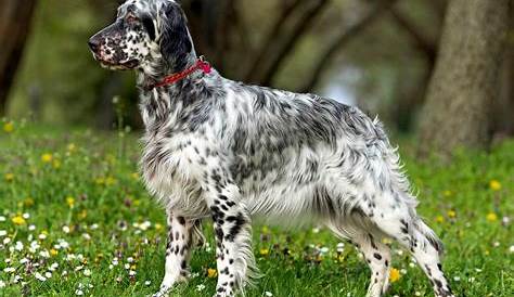 English Setter Dog Breed Information and Characteristics | Daily Paws