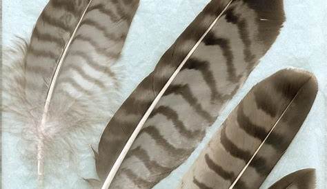 Red Tailed hawk Feathers | Red Tailed Hawk feathers I found … | Flickr