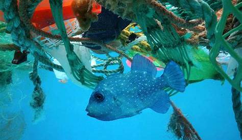 New Ocean Conservancy Report Finds Plastics in Ocean at Crisis Level