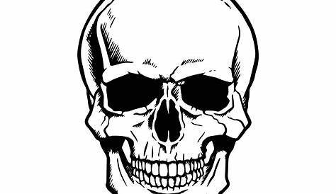 8 Skull Drawing Vector (SVG, PNG Transparent) | OnlyGFX.com