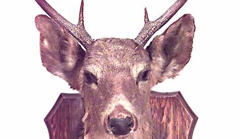 Deer head stock photo. Image of antler, hunt, bambi, black - 50582326