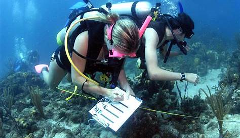 How to become a marine biologist - Careers with STEM