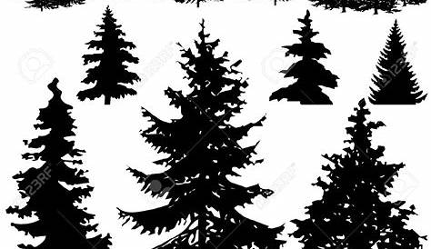 Spruce Pine Fir Evergreen - Pine tree Silhouette png download - 362*713