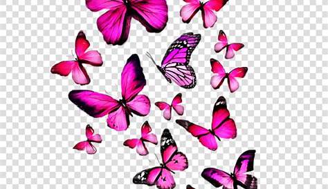 Butterfly Pink and Purple Transparent PNG Clip Art Image | Gallery