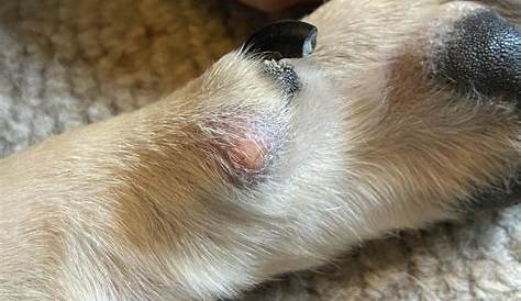 How Do I Stop My Dog From Chewing His Paws?