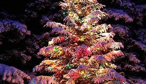 Pink Outdoor Christmas Tree