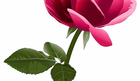 Download Clip Art Transparent Watercolor Roses Clipart - Pink Flower