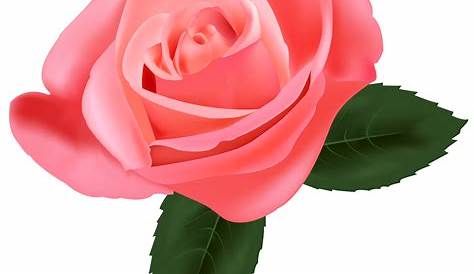 Pink Rose PNG Free | Rosé png, Pink rose png, White and pink roses