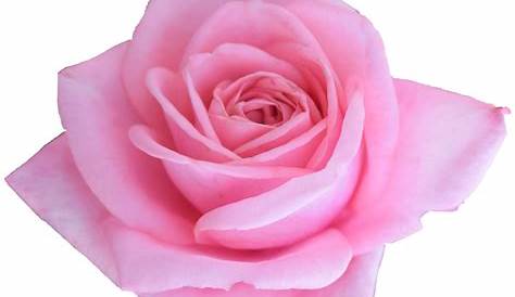Pink Rose Png Clip Art Image - Pink Rose Png Hd Transparent Png - Full