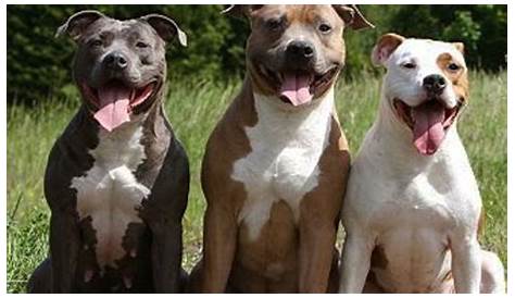 Unveiling The Enigma: Discoveries And Insights Into The World Of Pitbulls Sons