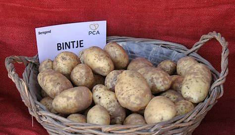 Pomme de terre Bintje : Culture et utilisation en cuisine