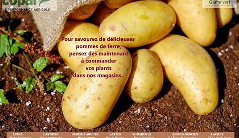 [TUTO] Comment planter les pommes de terre en pot ? - Jardinerie Gamm