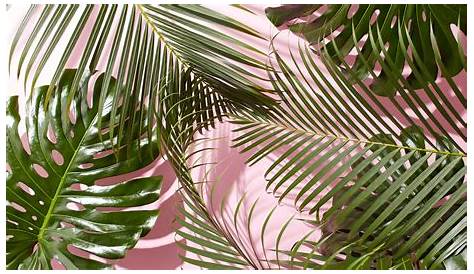Aesthetic Minimalist Plant Desktop Wallpapers - Wallpaper Cave