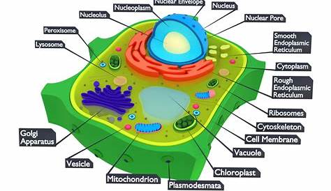 Plant Cell 3d Diagram Labeled s Of