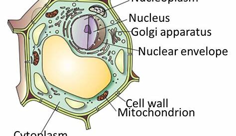 Plant Cell And Animal Cell Diagram For Class 9 Notes Of Ch 5 The Fundamental Unit Of Life th Science