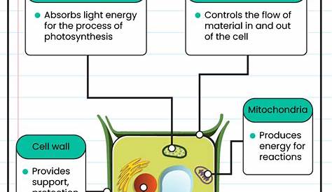 Plant Cell And Animal Cell Parts And Functions s s Structure