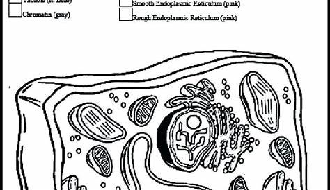 Plant Cell Colouring Sheet