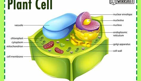 Plant Cell Labeled Simple Draw A Welllabelled Diagram Of A Class 11