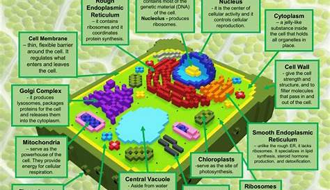 Plant Cell Parts And Their Functions Identify The Differences Between Animal s